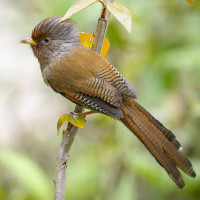 Rusty-fronted Barwing